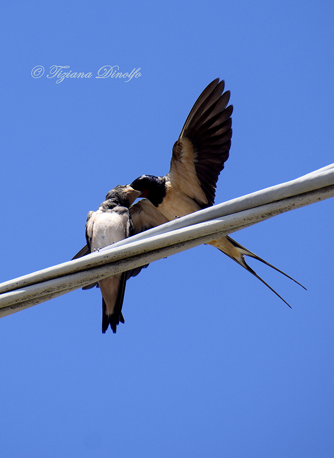 Piccoli di Rondine comune (Hirundo rustica)